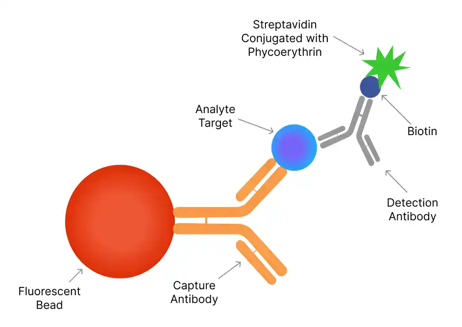 Diagram illustrating the Luminex bead-based assay, showcasing how fluorescently coded beads are used for multiplex biomarker detection.