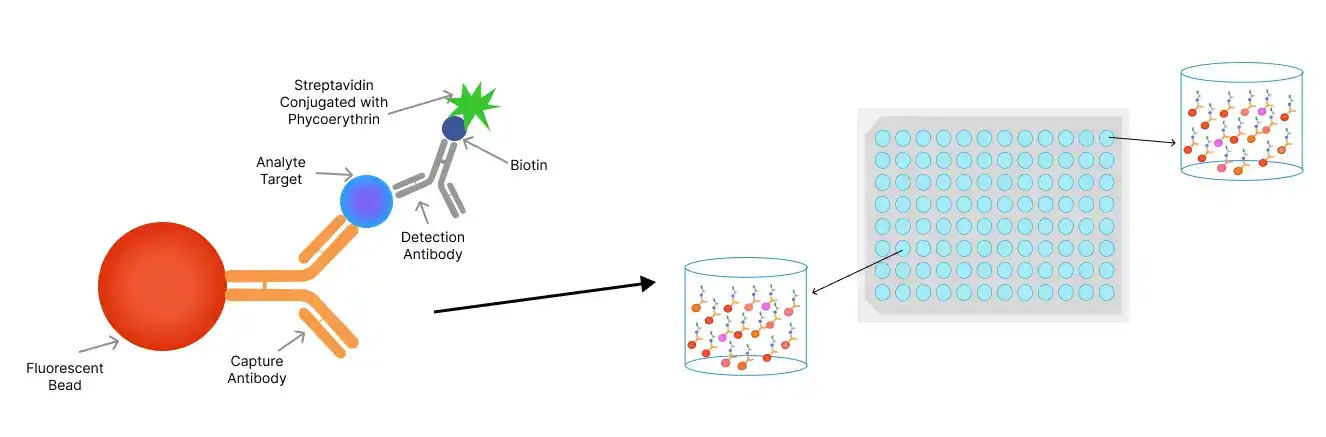 Close-up of Luminex assay beads in a 96-well plate, illustrating the process of multiplex biomarker detection using Luminex technology.