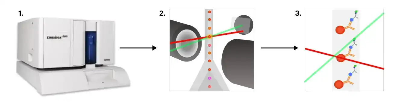 Luminex machine with red and green lasers in action, demonstrating the technology used for multiplex biomarker detection.